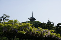 三重塔と藤