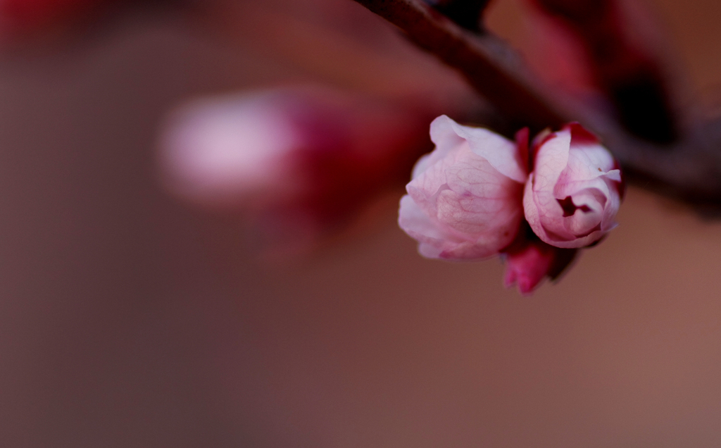 桜色－２