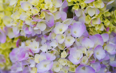 紫陽花