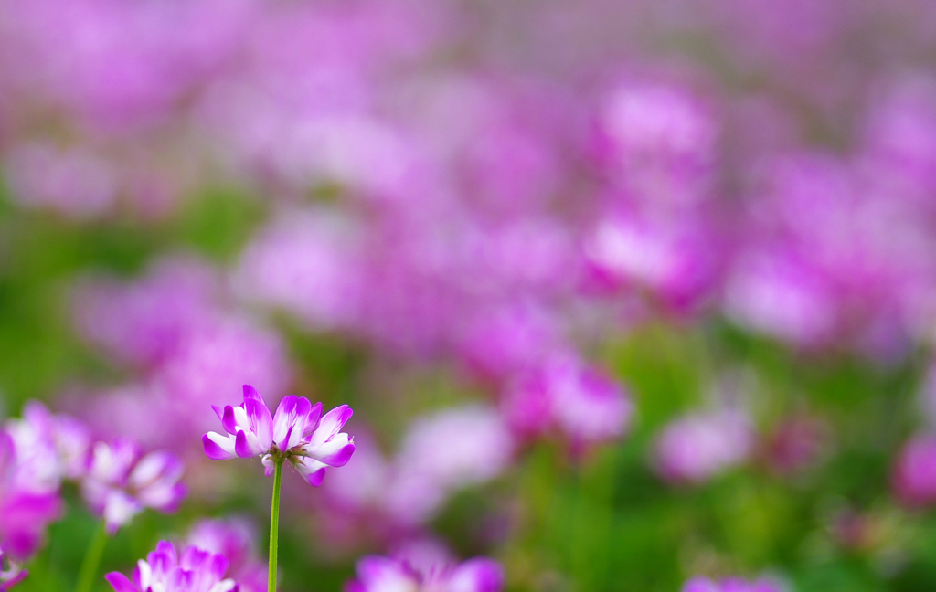 レンゲ畑で