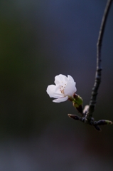 2010春サクラ