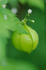 風船ひとつ