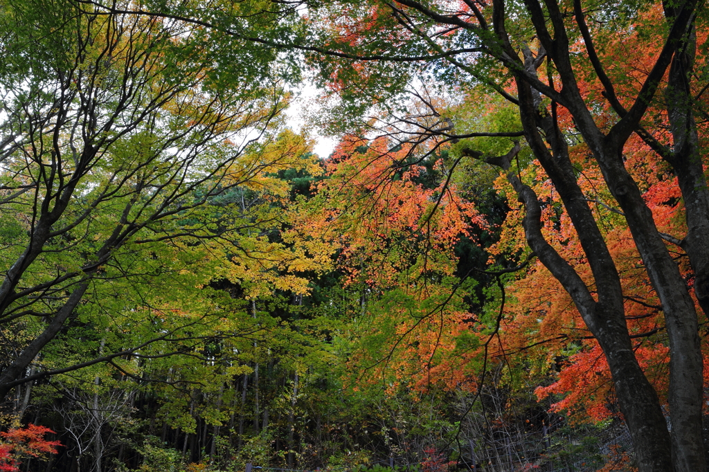 Red or Green