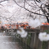春満開