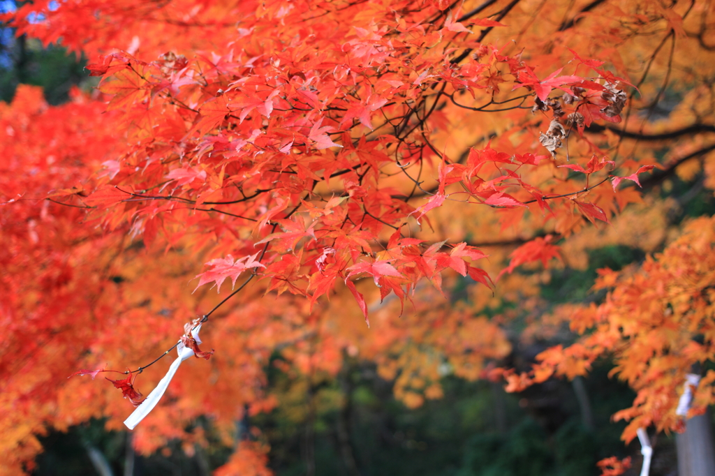 結び紅葉