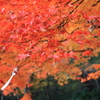 結び紅葉