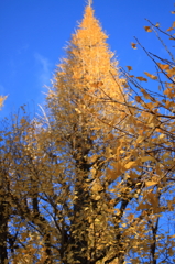 Yellow Tree