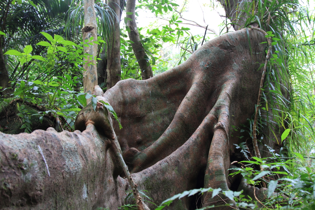 Root 〜西表旅行記〜