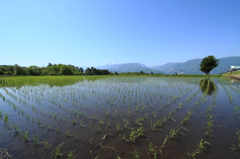 田園