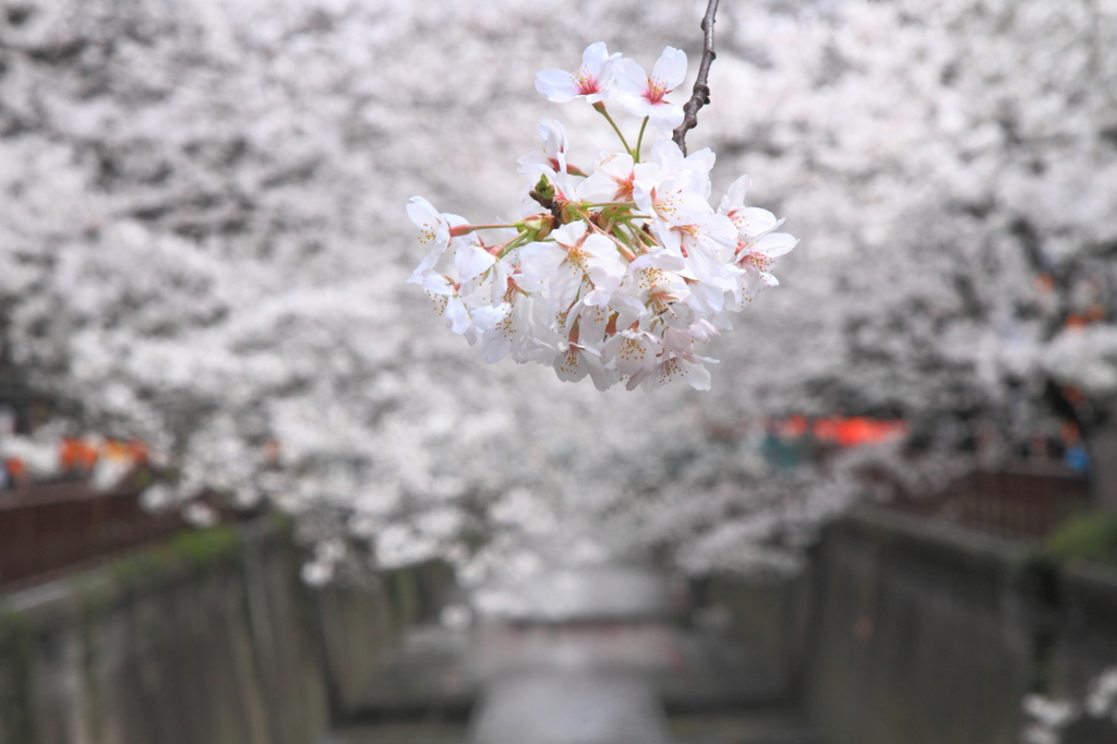 Spring day