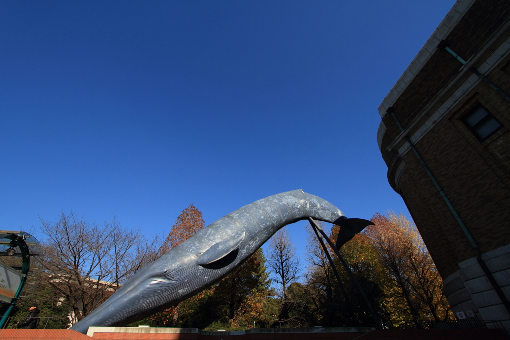 Dive to the earth