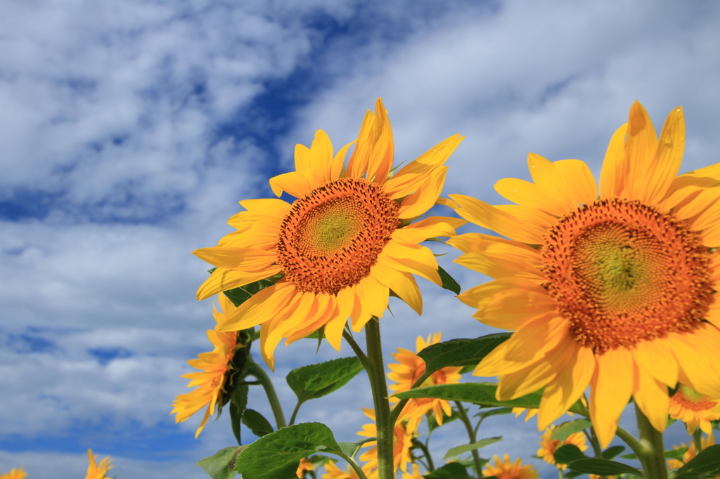 Sunflower　
