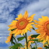 Sunflower　