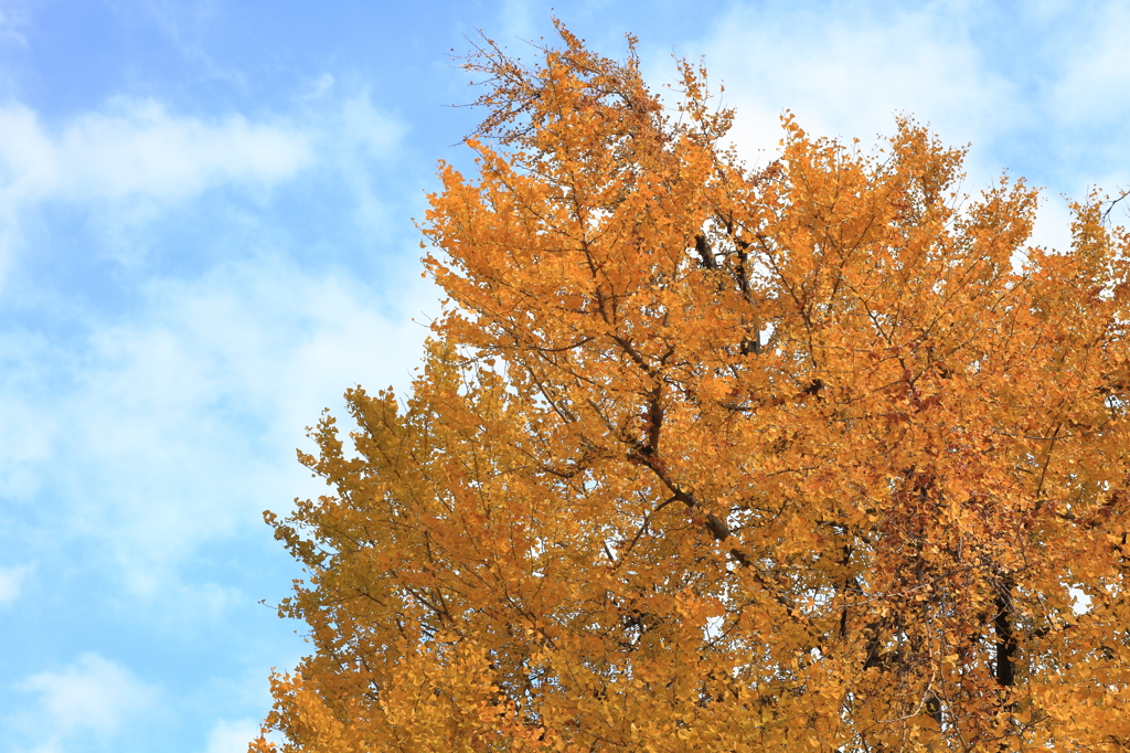 Yellow Sky