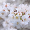 Spring day