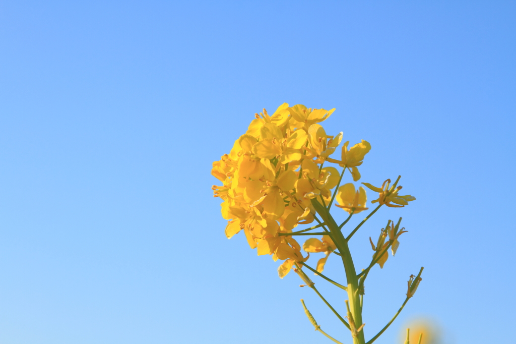 Sky Blue, Flower Yellow