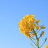 Sky Blue, Flower Yellow