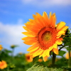 ひまわり