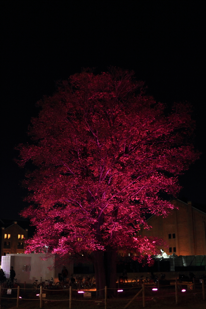 Purple tree