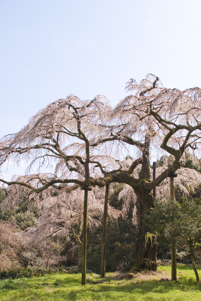 長興山のしだれ桜