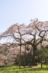 長興山のしだれ桜