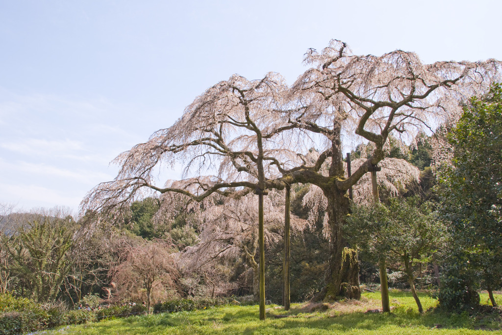 長興山のしだれ桜