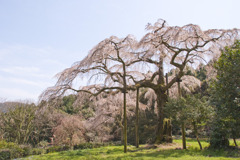 長興山のしだれ桜