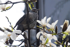 トリさん