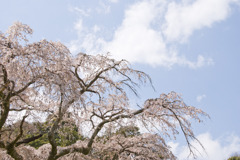 長興山のしだれ桜