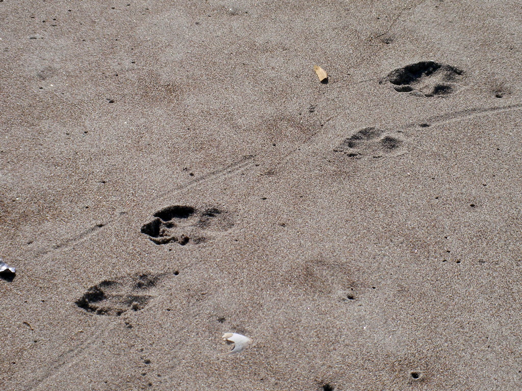 Footprints