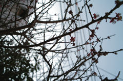 SDIM1553~~