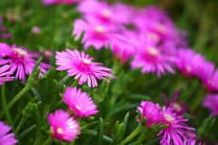 初夏を飾る庭の花々-その2