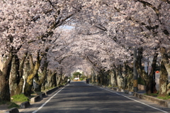 桜のある風景2