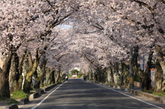 桜のある風景2