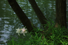 水辺に寄り添う