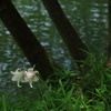 水辺に寄り添う