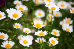 初夏を飾る庭の花々-その3