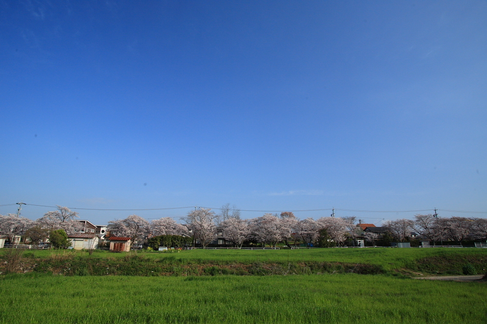 桜のある風景3