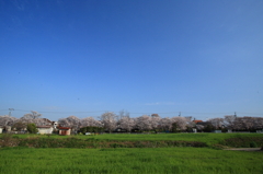 桜のある風景3