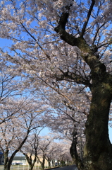 桜のある風景１