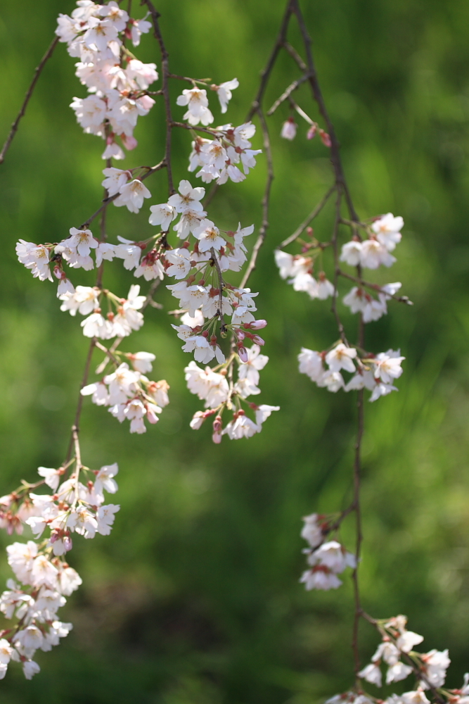 木曽川堤防3