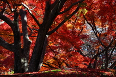 大給城址～数百年前の山城3