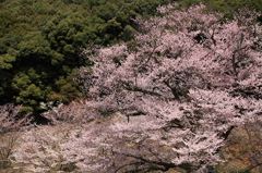 定光寺　エドヒガン