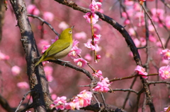 メジロの悦び・・