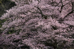 定光寺　エドヒガン