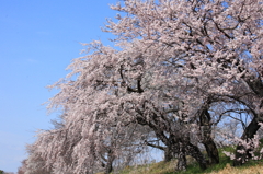木曽川堤防の枝垂桜