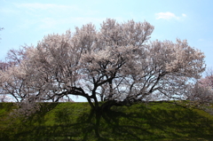 木曽川堤防の古木