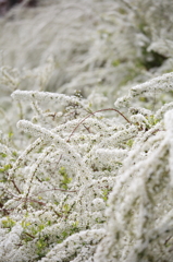 春の雪