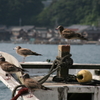 夏の潮風