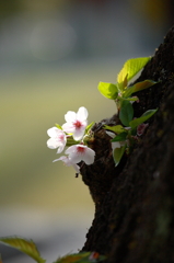 なごり花